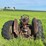mccormick-deering-super-wd-9-image-4