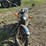 honda-450-image-8