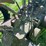 john-deere-model-a-image-35