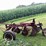 #7468-•-international-harvester-multi-bottom-plow-image-1