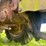 massey-ferguson-97-image-25