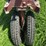 farmall-f12-image-12