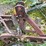 #7492-•-antique-plow-image-11