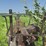 john-deere-model-b-image-38