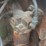 oliver-cleatrac-adh-crawler-image-28