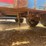 2012-80"-x-20'-t/a-gooseneck-trailer-image-13