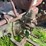 john-deere-model-b-image-46