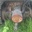 oliver-cleatrac-adh-crawler-image-32