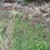 #7497-•-(2)-tractor-tire-chains-image-3