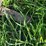minneapolis-moline-gb-image-43