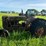 co-op-tractor-image-2