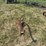 horse-drawn-potato-plow-image-6