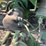 john-deere-g-image-24