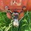 farmall-f12-image-38