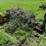 john-deere-model-70-image-7