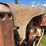 allis-chalmers-u-image-16