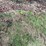 #7497-•-(2)-tractor-tire-chains-image-2