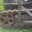 cletrac-crawler-image-16