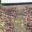 #7484-•-(2)-tire-chains-image-4