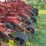 case-5400-drill,-20ft,-soybean-special,-yetter-no-till,-with-markers-image-15