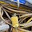 #4737-•-lovolt-hanging-job-light-image-6