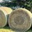 mix-crabgrass/native-2025-cut-no-stickers-(east-of-image-1