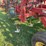 sunflower-6432-36ft-finishing-tool,-beater-bar,-5-bar-harrow,-used-this-spring-image-10