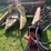 new-holland-892-image-2