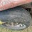 16ft-utility-trailer,-image-7