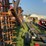 sunflower-6432-36ft-finishing-tool,-beater-bar,-5-bar-harrow,-used-this-spring-image-21