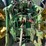 john-deere-6400-image-11