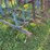 sunflower-6432-36ft-finishing-tool,-beater-bar,-5-bar-harrow,-used-this-spring-image-11