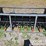 heavy-grass-fork-grapple-to-suit-skidsteer-image-5