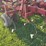 sunflower-6432-36ft-finishing-tool,-beater-bar,-5-bar-harrow,-used-this-spring-image-19