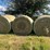 mix-crabgrass/native-2025-cut-no-stickers-(east-of-image-2
