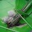 brent-420-image-22