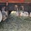 year:-1986-make:-peterbilt-model:-359-vehicle-type:-truck-mileage:-showing-335,508-drive-line:-6x4-image-33
