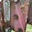 massey-ferguson-880-image-12