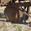 oliver-superior-walking-planter-image-24