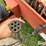 hesston-560-image-11