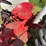 ford-8n-image-10