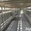 1982-barrett-livestock-image-19