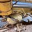 caterpillar-140g-image-53