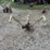 oliver-10”-walking-plow-image-2