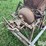 ear-corn-grinder-image-9