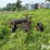 branding-stove-trailer-image-6