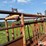 cattle-chute-image-11