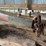 oliver-chilled-plow-works-14”-walking-plow-image-10