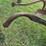 cole-horse-drawn-planter-image-15