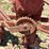 thomas-columbia-walking-planter-image-12